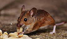 Find Exterminators in Durham And Wake County